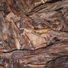 Cultivate Taste Tea Hojicha Dark Roast Green Tea - 1 Ounce - Image 4