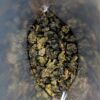 Cultivate Taste Tea Rice Oolong - 1 Ounce - Image 4