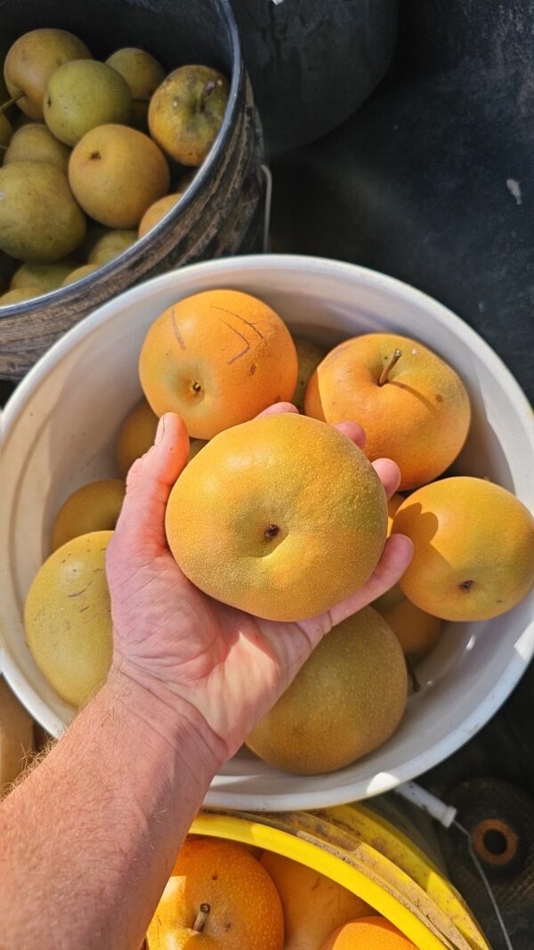 Giant Asian Pears