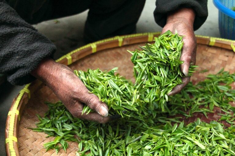 The Benefits of Green Tea And Why It Should Be Part Of Your Daily Routine.