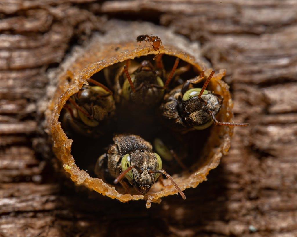 Bees in Hive