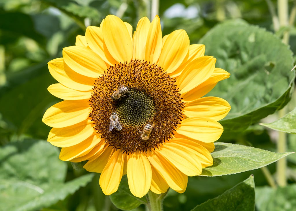 Close-up of Bees Sitting on a Sunflower