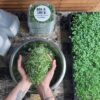 Dan & Lou’s Fresh Microgreens Superfood Mix - Image 5