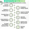Mother Earth Sea Moss Capsules - Image 2