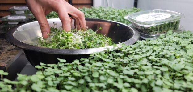 Dan & Lou's! Fresh Microgreens