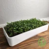 On The Grow 7x14 OTG Microgreen Tray Kit - Image 5