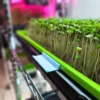 On The Grow Microgreen Tray Clip Labelers - 10 pack - Image 25