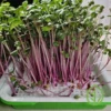 On The Grow Reusable Grow Medium - Size: Small Sprout Tray - Image 13