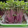 On The Grow Reusable Grow Medium - Size: Small Sprout Tray - Image 19